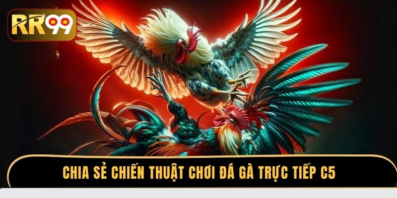 Chia sẻ chiến thuật chơi đá gà trực tiếp C5