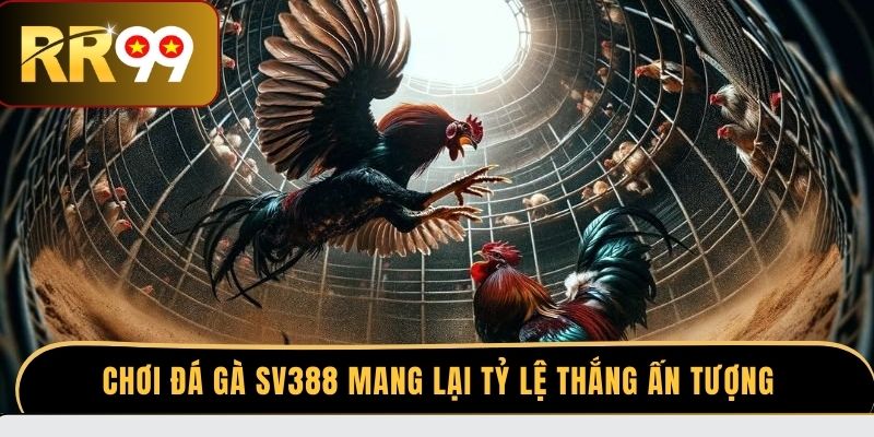 Chơi đá gà SV388 mang lại tỷ lệ thắng ấn tượng