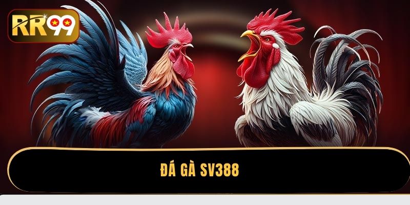 Đá gà SV388 – Tổng hợp chiến lược chọi kê đỉnh cao