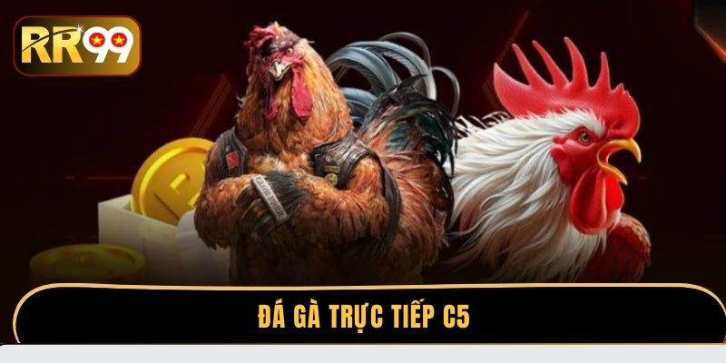 Đá gà trực tiếp C5| Hơn 1.000 trận thư hùng rực lửa tại RR99